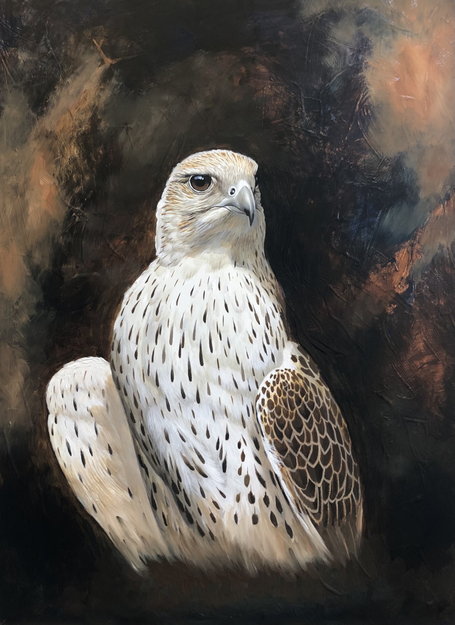 Saker portrait, oil on board